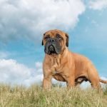How Do You Train a Deaf and Blind Dog use touch cues, scent training, and positive reinforcement techniques