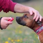 How to Train Food Aggressive Dog With Other Dogs Step-by-step guide on how to train food aggressive dog with other dogs effectively