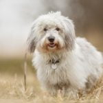 How to Train Dogs to Stop Barking at Other Dogs Train dogs to stop barking at other dogs by using positive reinforcement methods
