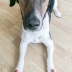 How to Train a Dog to Sense Anxiety Attacks Train a dog to sense anxiety attacks using positive reinforcement techniques