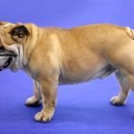 Step-by-step guide for successful training