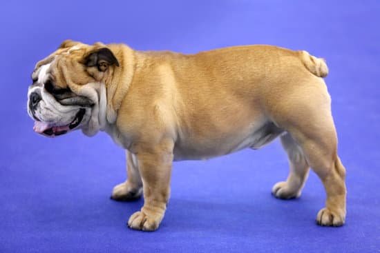 Step-by-step guide on how to dog whistle train your puppy effectively for obedience