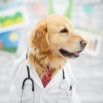 How to Train a Dog Where to Pee and Poop Step-by-step guide on how to train a dog where to pee and poop effectively