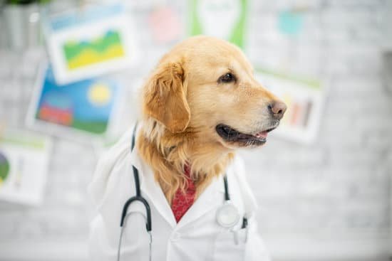 Step-by-step guide on how to train a dog where to pee and poop effectively