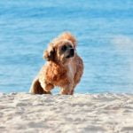 Step-by-step guide on how to train a dog to mount you properly