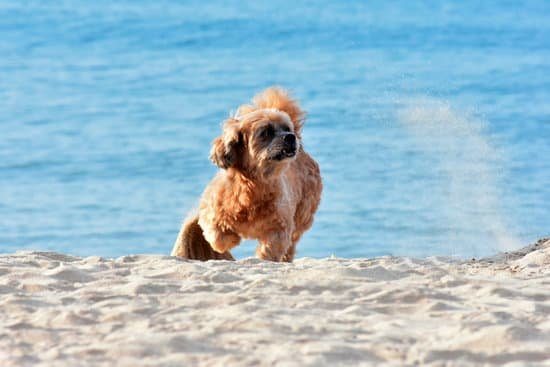 How to Train a Dog to Mount You 1 Step-by-step guide on how to train a dog to mount you properly