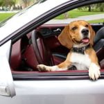 How to Train an Emotional Support Dog for Depression positive reinforcement, socialization, and mental health activities