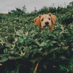 How to Train Pig Hunting Dogs Expert tips on how to train pig hunting dogs effectively