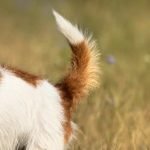 How to teach your dog to assert dominance over other dogs effectively and safely