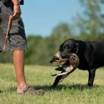 How to Train Your Dog to Put Away Toys Step-by-step guide on How to Train Your Dog to Put Away Toys efficiently