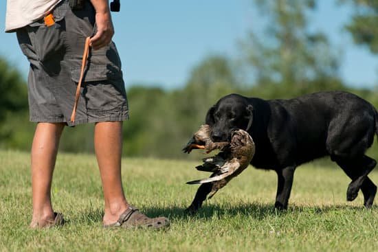 How to Train Your Dog to Put Away Toys 1 Step-by-step guide on How to Train Your Dog to Put Away Toys efficiently