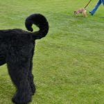 How Do You Train a Dog to Play Fetch Use Training a dog to play fetch with positive reinforcement techniques. Provide clear instruction and positive reinforcement