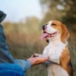 How to Fly With a Service Dog in Training Step-by-step guide on how to fly with a service dog in training