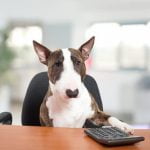 Tips for How to Teach Dog Obstacle Training effectively