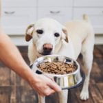 How to Train Dog to Stop Pullin on Clothes Use positive reinforcement, redirect energy, and provide appropriate toys