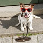 Use positive reinforcement techniques to teach your dog to ignore cats and focus on you instead