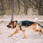 How to Become an Accredited Dog Trainer Step-by-step guide on how to become an accredited dog trainer in just a few simple steps