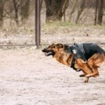 How to Train Dog Not Run Away Effective dog training techniques to prevent running away behavior for a well-behaved pet