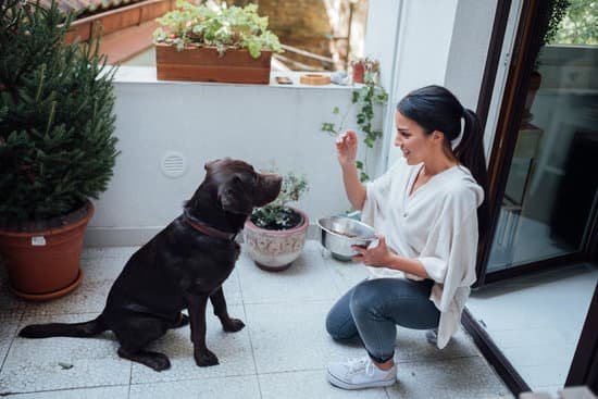 CAN BE HARMLESS WHEN TRAINED PROPERLY DOG CHILDREN