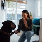 Are School Drug Dogs Trained to Smell Nicotine Specially trained school drug dogs detect nicotine odor as part of their training to keep campuses safe