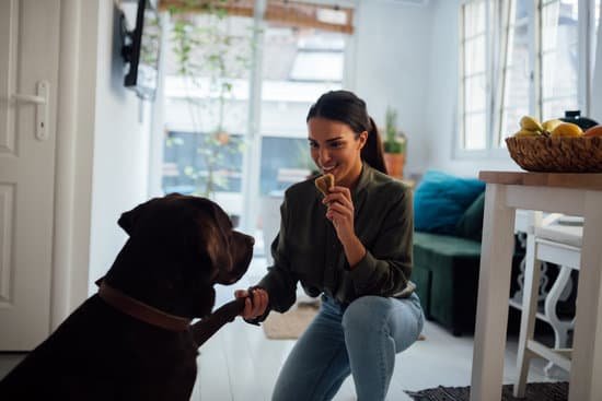 Are School Drug Dogs Trained to Smell Nicotine 1 Specially trained school drug dogs detect nicotine odor as part of their training to keep campuses safe