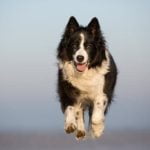 Step-by-step guide on how to train a Pitbull to become a therapy dog successfully