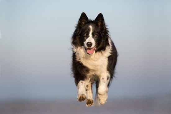 Pricing Guide for Canine Training Services