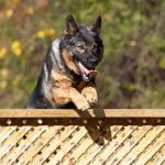 Image of teaching a cat to behave like a dog through positive reinforcement training