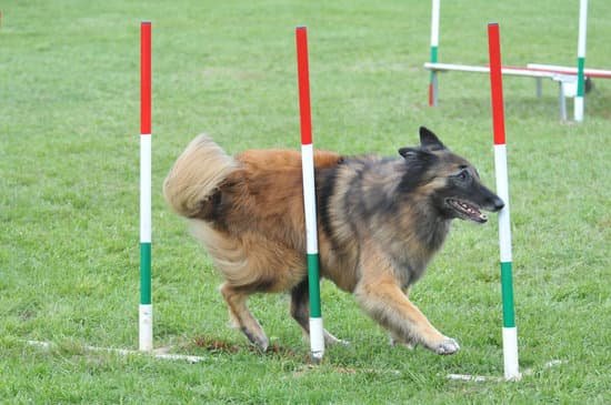 How to Train Dog Gentle Leader 7 Step-by-Step Guide