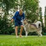 How to Become a Dog Trainer for Therapy Dogs Guide on becoming a therapy dog trainer for 'How to Become a Dog Trainer for Therapy Dogs'