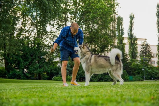 How to Become a Dog Trainer for Therapy Dogs 1 Guide on becoming a therapy dog trainer for 'How to Become a Dog Trainer for Therapy Dogs'