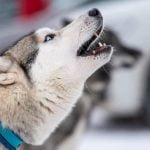 Are Service Dogs in Training Allowed Everywhere Understanding Laws and Etiquette