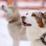 Can You Buy a Trained Esa Dog Can you buy a trained ESA dog legally