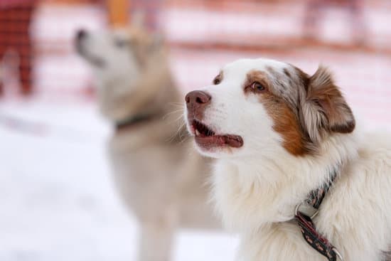 Can You Buy a Trained Esa Dog 1 Can you buy a trained ESA dog legally