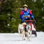 Are Police Dogs Trained in German Police dogs undergo rigorous training in German to enhance their skills and effectiveness in law enforcement