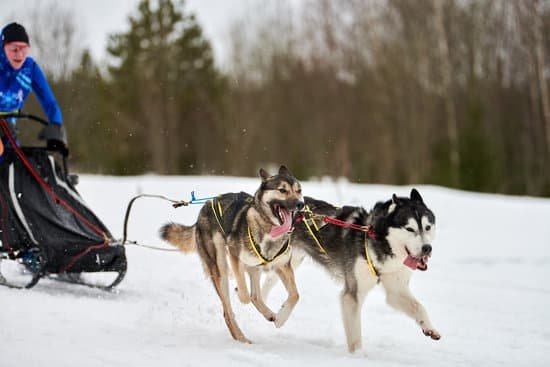 How to Train Your Dog to Pull a Scooter 1 Step-by-step guide on how to train your dog to pull a scooter safely and effectively