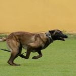 Does the Ada Protect Dogs in Training Legal protection for service dogs in training