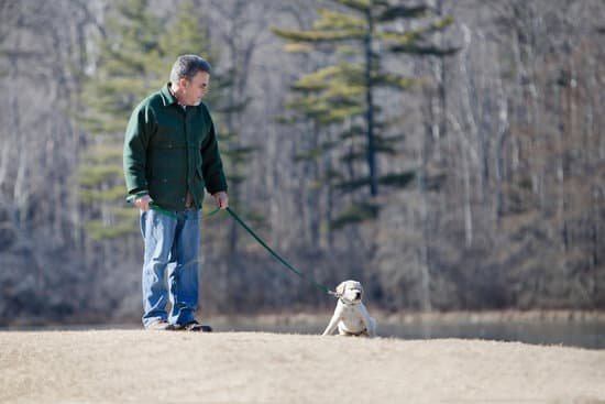 - Step-by-step guide on how to easily train your dog at home