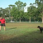 A challenging but rewarding process for owners and canines