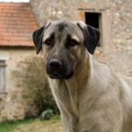 How Do You Become a Certified Professional Dog Trainer Programs, courses, and certifications to consider