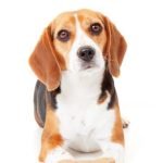 How to Train a Dog From Pooping in the House Effective methods for how to train a dog from pooping in the house