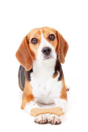 How to Train a Dog From Pooping in the House 1 Effective methods for how to train a dog from pooping in the house