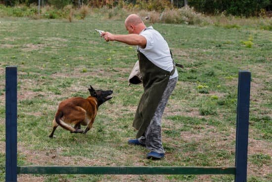 Transform a scared dog into a protection dog through proper training techniques