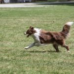 How Much Does Ian the Dog Trainer Cost Budget-friendly rates for Ian the dog trainer services