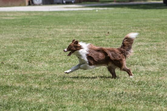 Budget-friendly rates for Ian the dog trainer services