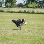 How to Crate Train a Stray Dog Step-by-step guide on how to crate train a stray dog effectively