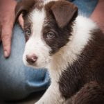 Step-by-step guide on how to toilet train a 2-year-old dog quickly and effectively