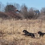 Train any dog to track efficiently using positive reinforcement techniques