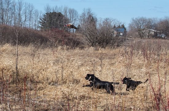 Train any dog to track efficiently using positive reinforcement techniques