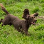 Can an Adult Dog Be Trained as a Service Animal tips, steps, and benefits